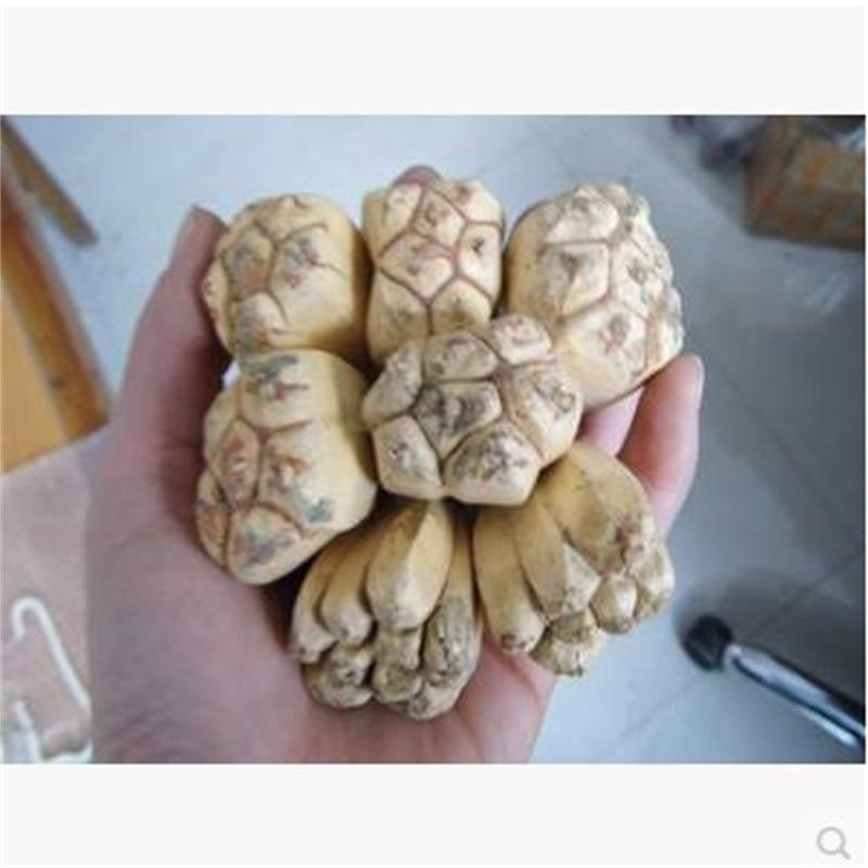 滴血莲花原籽手串吊坠正品