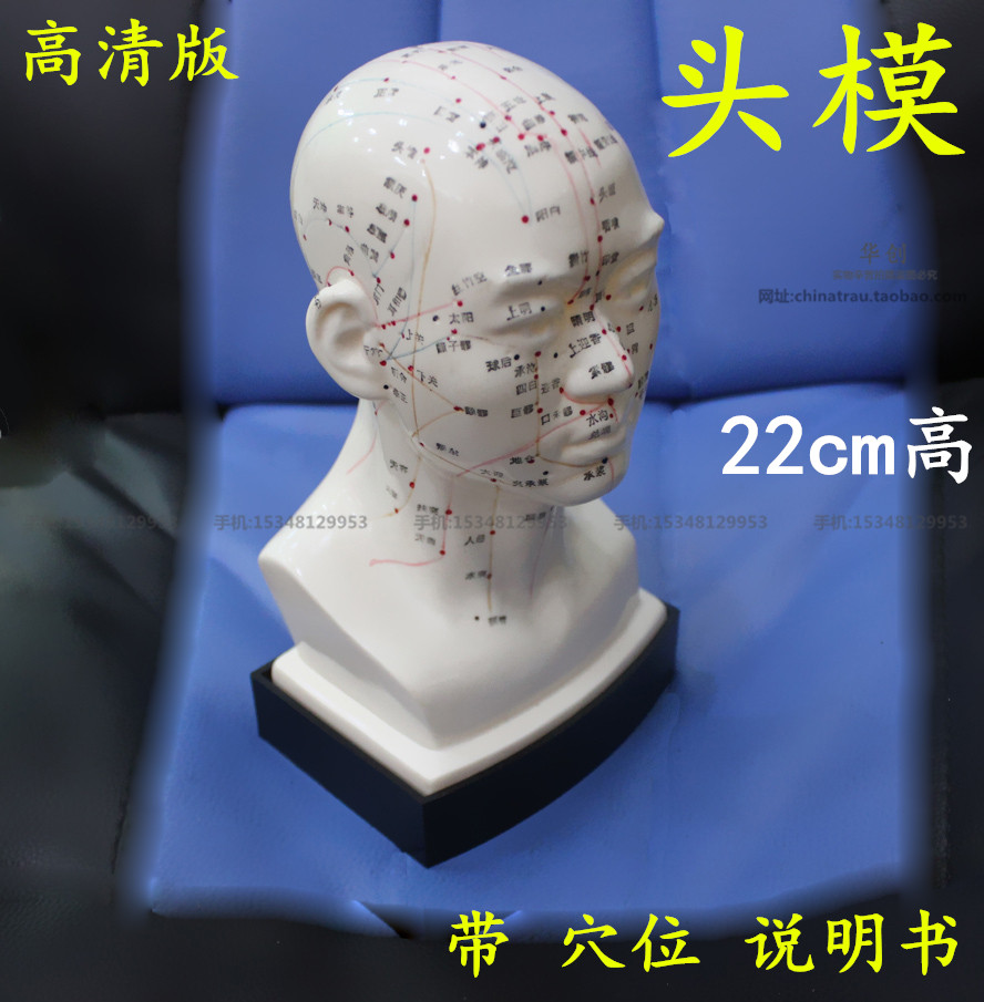 高清教学中医人体针灸穴位头部模型头模面部穴位按摩中医面部按摩