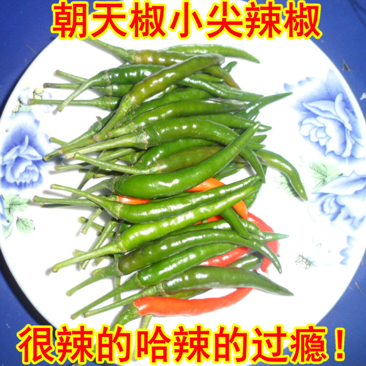 五件包邮小尖辣椒朝天椒 鲜青超辣辣椒小米椒270g1件此地辣椒