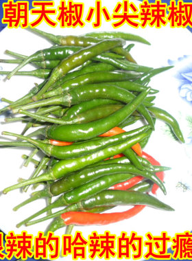 五件包邮小尖辣椒朝天椒 鲜青超辣辣椒小米椒250g1件此地辣椒半斤