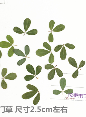 关门草 叶片 押花压花干花 天然干花手机壳 植物教学标本花事未了