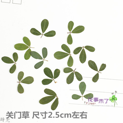 天然干花植物标本树叶