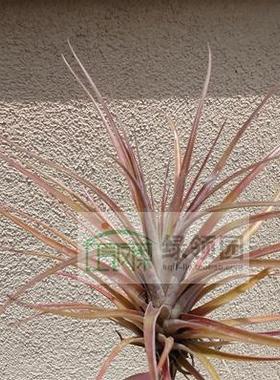 展示 空气凤梨 Tillandsia Extensa Red Form 红喷（小）
