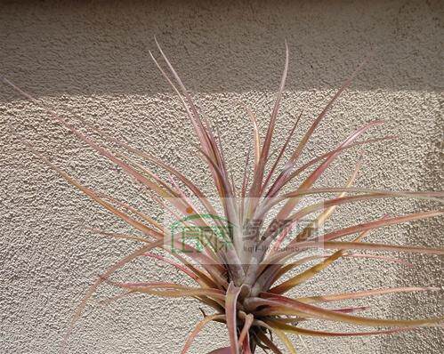 展示 空气凤梨 Tillandsia Extensa Red Form 红喷（小）