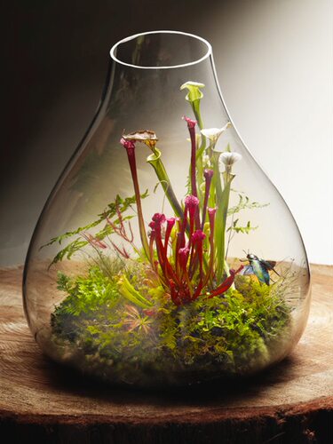 食虫植物造景微景观水陆缸生态瓶