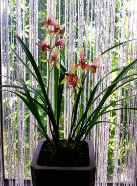 无花四季复色花惊艳 玉红双娇 小型兰花建兰媲美【国魂】纯正