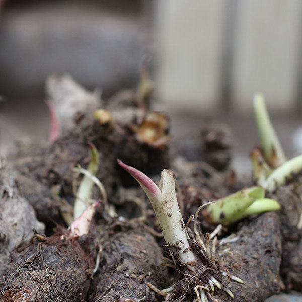 新鲜荔浦芋头种子鲜芋槟榔芋头正宗荔浦槟榔香芋张溪炮弹香芋种子