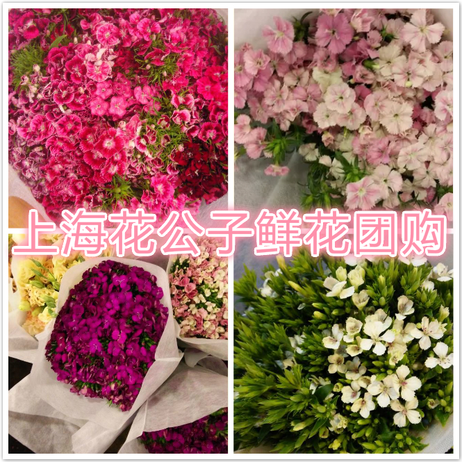 相思梅鲜花青梅基地直供直发云南斗昆明水养家用同城速递婚庆生日