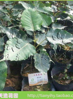 佛门瑰宝菩提金刚带土广东树苗