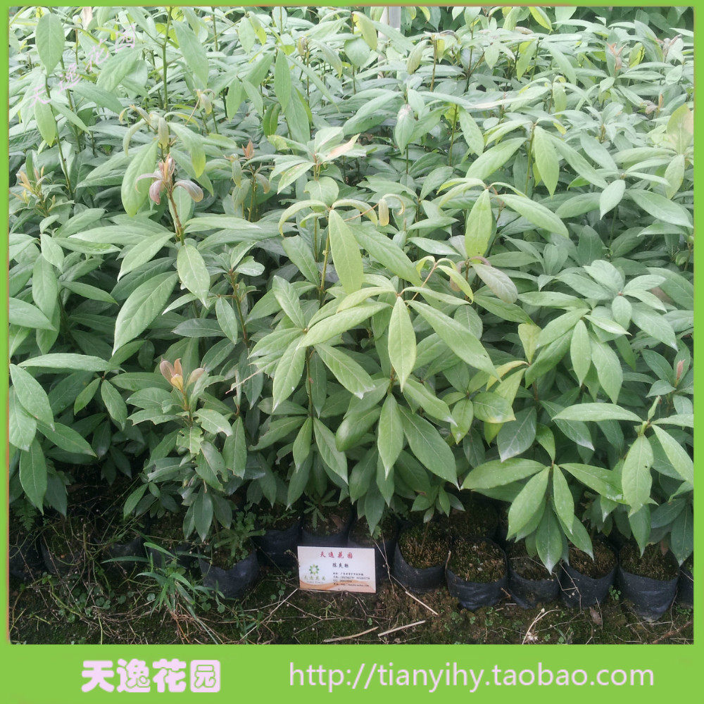 冲冠满包邮 绿花苗木 金丝楠木苗  金丝楠苗 楠木苗 珍稀名贵苗木