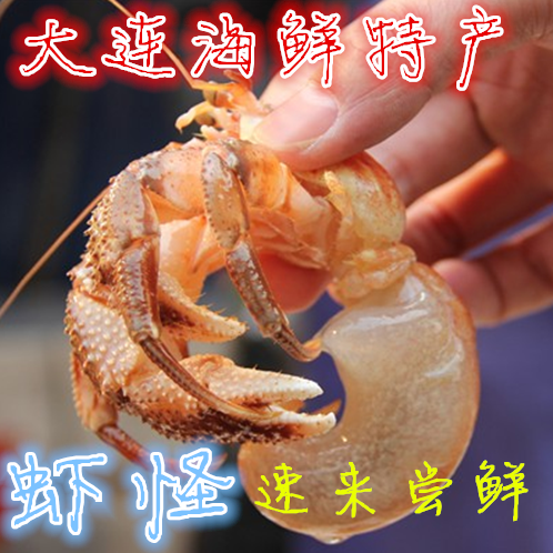 鲜活带壳虾怪约3-7只寄居蟹椰子蟹寄居虾新鲜虾怪海怪大连海缘
