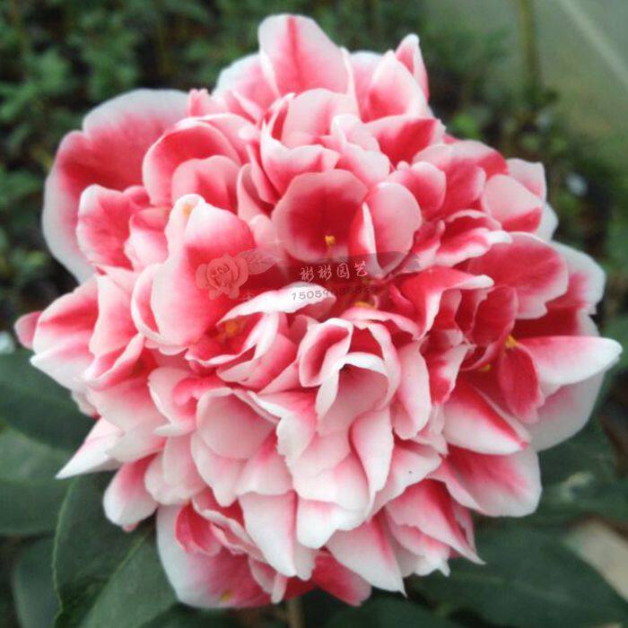 龙火珠 福建龙岩茶花盆栽包邮名贵进口茶花品种庭院客厅高档绿植