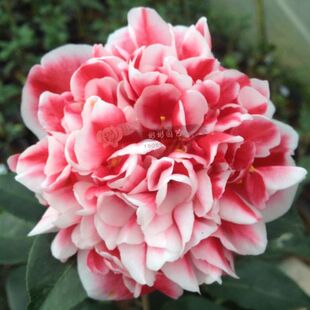 龙火珠 福建龙岩茶花盆栽包邮名贵进口茶花品种庭院客厅高档绿植