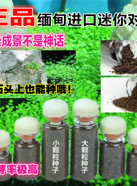 缅甸进口 迷你对叶类似矮珍珠水草种子极易栽培造景阴性草前景草