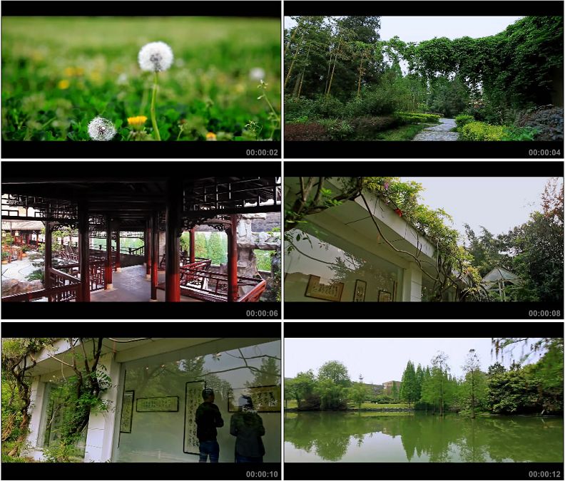 大学校园风景有蒲公英高清实拍视频素材