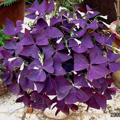 红色紫叶草盆栽酢浆草三叶草紫蝴蝶室内阳台庭院观叶植物