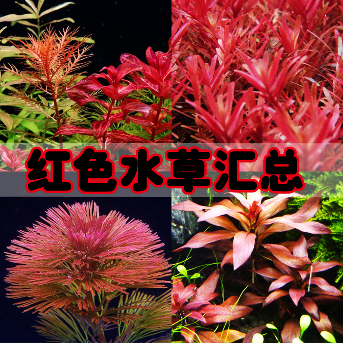 红色水草汇总血心兰红千层红蝴蝶红雨伞红菊红宫廷红唇丁香大红梅