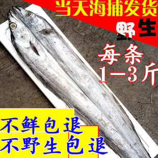 渤海湾烟台莱州湾海鱼 野生新鲜带鱼刀鱼 野生新鲜海鲜免包邮礼盒