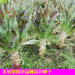 非转基因自留常规老品种千金菜石苣青笋笋菜红尖叶莴苣 莴笋种子
