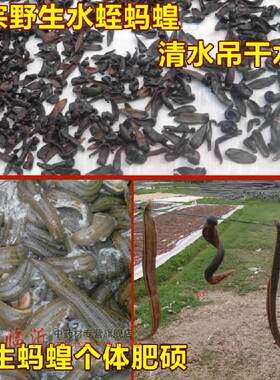 水蛭干生蚂蟥胶囊50克包邮中药材