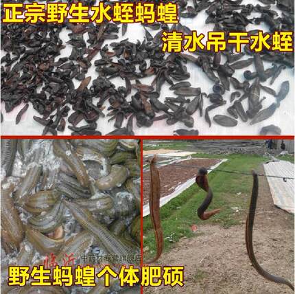中药材水蛭干 吊干生水蛭干 蚂蟥 免费打水蛭粉可装胶囊 50克包邮