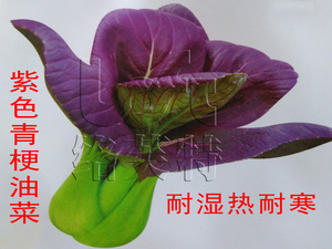 紫青 络芙特春夏秋杂交耐湿热耐寒青梗紫色油菜种子青菜蔬菜种子