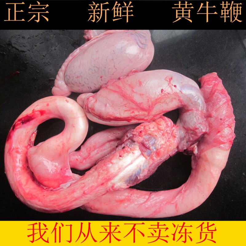 滋补品新鲜黄牛鞭国产牛肉牛鞭