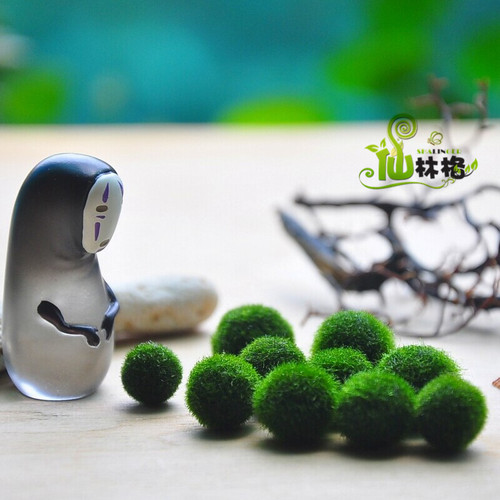 日本北海道炸毛海藻球marimo幸福海藻球微景观生态瓶单颗球藻 - 封面