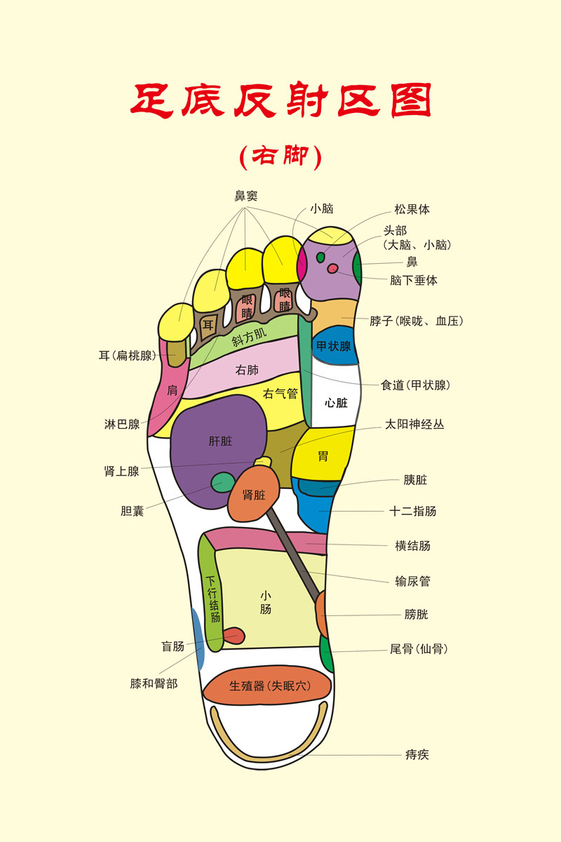 712海报印制展板写真喷绘贴纸1003足底反射区图右脚穴位图