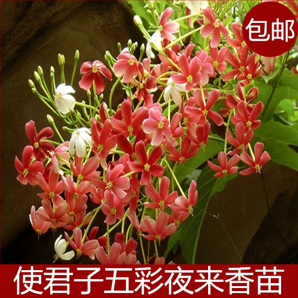 使君子苗 五彩夜来香苗 使君子花 庭院阳台藤本爬藤花卉植物盆栽在类目 鲜花速递/花卉仿真/绿植园艺, 花卉/绿植盆栽（新）, 花卉中 - 来自Buy2taobao.com提供专业的淘宝代购服务