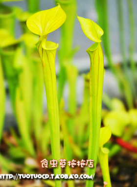 黄瓶子草成体巨大吃虫能力很强的食虫植物盆栽Sarracenia flava