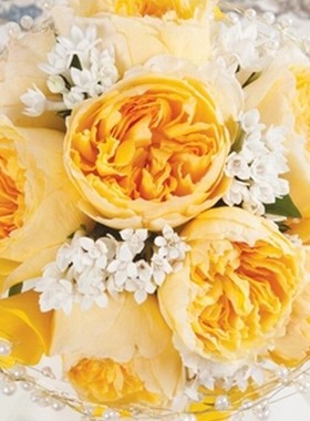 浩田花苑新品欧月【碧翠丝Beatrice】英国奥斯汀切花月季花玫瑰苗