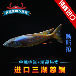 德系进口三湖慈鲷 大马鲷 酷斯拉 黄斑蓝天使 月光蓝天使 活体