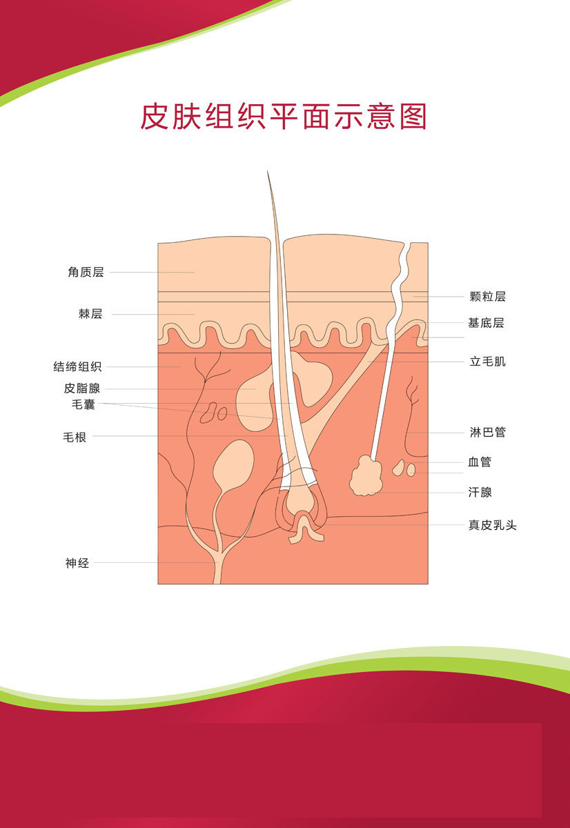 712海报印制展板写真喷绘303医院医疗 解刨皮肤组织平面示意图