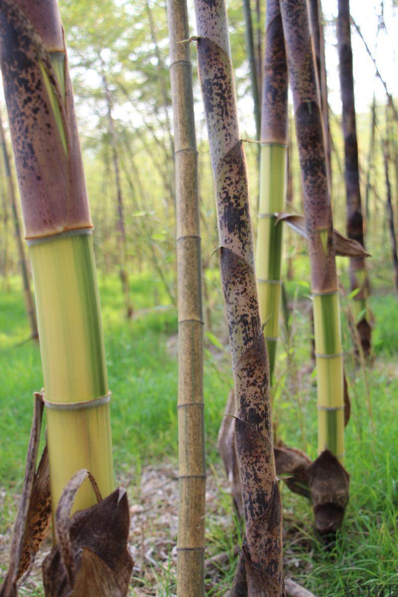 观赏竹 花毛竹 庭院观赏绿化植物 可大量购买也可单买 竹苗