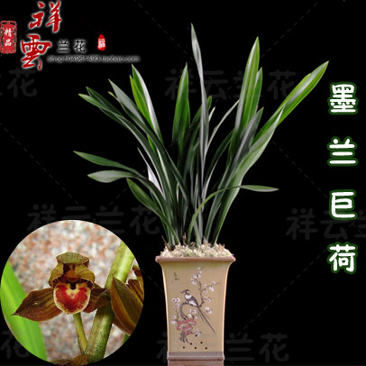 兰花苗带花苞 巨荷 墨兰 荷瓣兰花 大气客厅花卉绿植盆栽室内