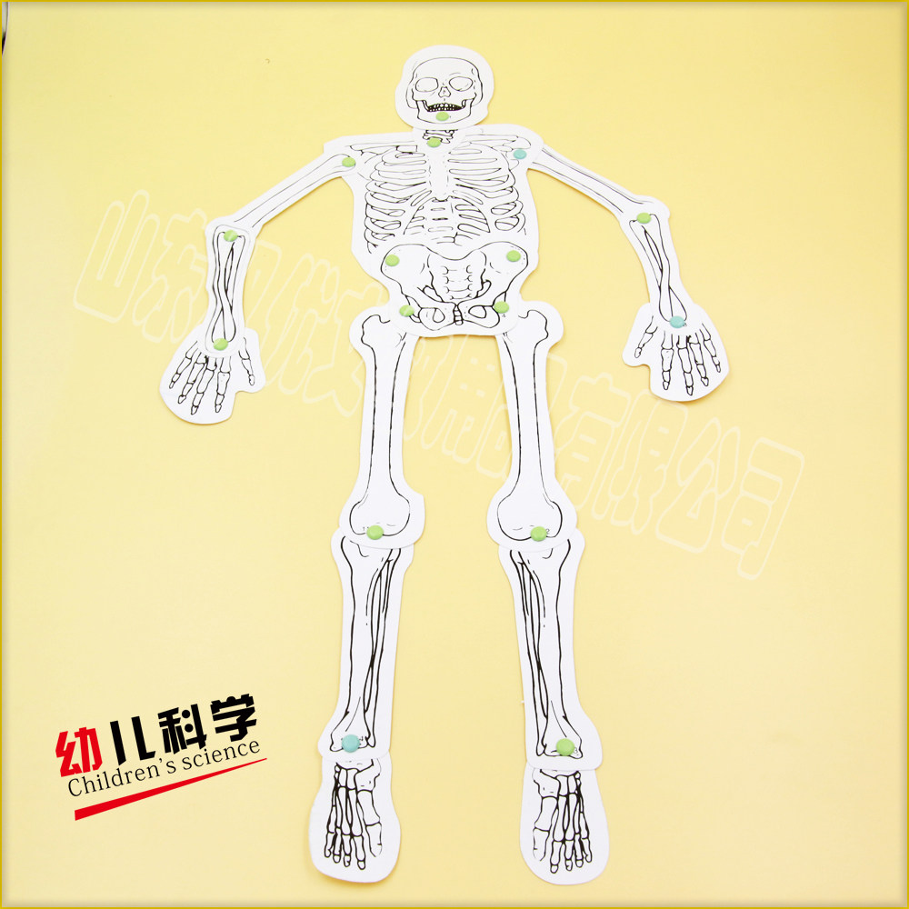 科技小制作小发明小学生科学实验材料包少年宫科普培训仿人体骨胳在类目 玩具/童车/益智/积木/模型, 学习/实验/绘画文具, 科学实验中 - 来自Buy2taobao.com提供专业的淘宝代购服务