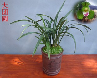 兰花！春兰荷瓣---大团圆 每苗15元！富山金荷