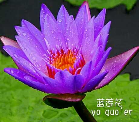 优果儿蓝莲花鲜花饱和纯露精油花水深度补水保湿舒缓镇静100ml