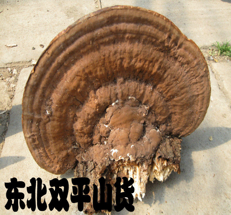 长白山野生平盖灵芝大个灵芝 lingzhi 树舌灵芝包邮20元半斤