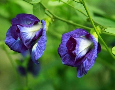 包邮）多年生藤本爬藤植物蝶豆花苗 蓝花豆开花如蓝蝴蝶 会长扁豆