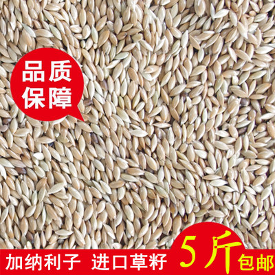 加纳利子鹦鹉鸟食微波灭菌去虫卵