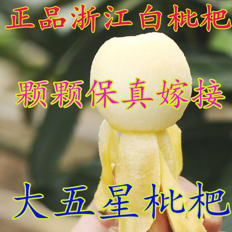 宁波白枇杷苗好吃常青