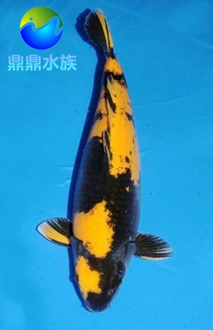 观赏鱼纯种日本锦鲤黄写锦鲤黄泻活体风水鱼活体锦鲤淡水鱼冷水鱼