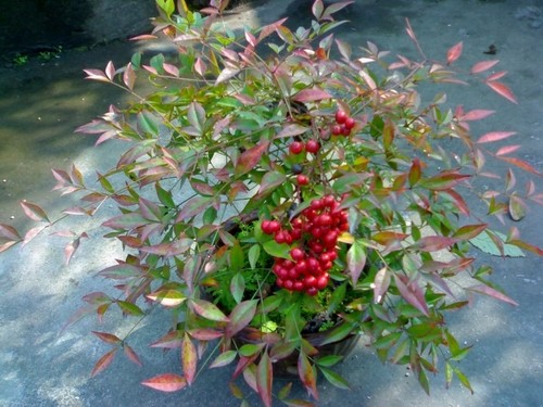 南天竹红天竹天竺 庭院阳台可盆栽观叶观花观果植物花卉 叶色多变