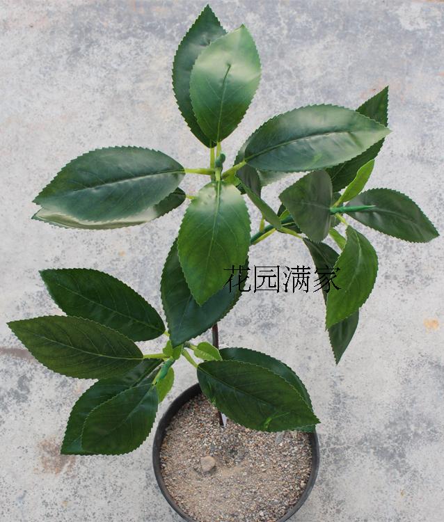 仿真茶花假树叶3叉枝贵定云雾茶叶绿茶红茶DIY屏风装饰摆设直销