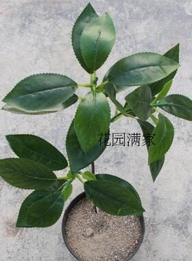 仿真茶花假树叶3叉枝贵定云雾茶叶绿茶红茶DIY屏风装饰摆设直销