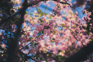 猫咪先生家的宝贝玉《店内分期付款细则》南红玛瑙男女款平安牌