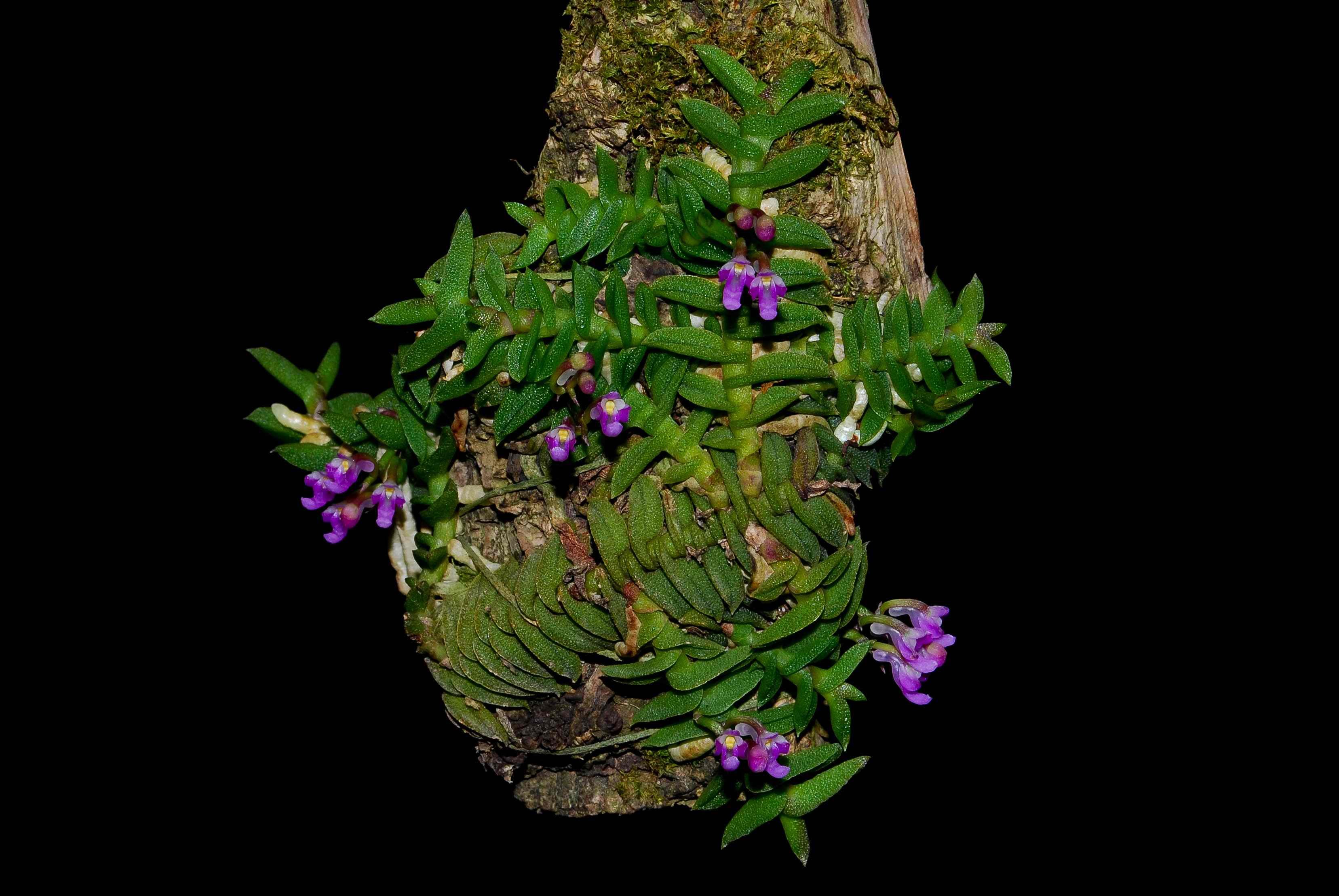 蜈蚣 匙唇兰 schoenorchis scolopendria 洋兰 原生种 袖珍兰科