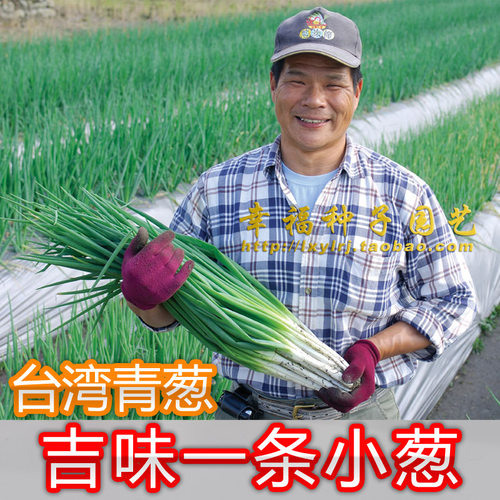 台湾青葱种子香味浓耐高温四季播